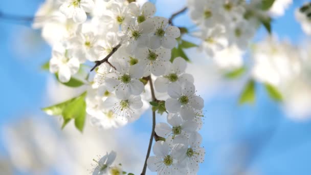 Ramitas de cerezo con flores blancas en flor a principios de primavera — Vídeo de stock