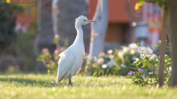 Silberreiher Wildvogel, auch als Bubulcus ibis bekannt, spaziert im Sommer auf grünem Rasen — Stockvideo
