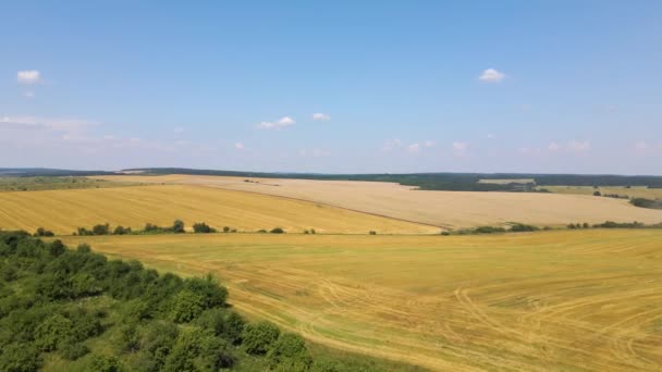 Воздушный пейзаж сельскохозяйственного поля желтого культивирования с сухой соломой срезанной пшеницы после уборки — стоковое видео