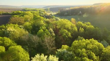 Baharın erken saatlerinde taze yeşil ağaçlarla birlikte günbatımında ağaçlık alan manzarası.