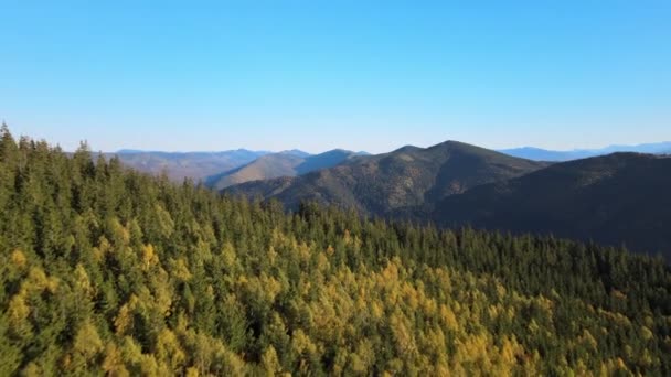 Colinas altas con bosques de pinos oscuros en otoño día brillante. Increíble paisaje de bosque montañoso salvaje — Vídeos de Stock