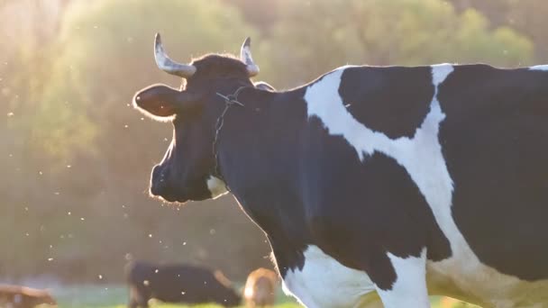 夏の日に緑の農場牧草地で牛乳牛の放牧。農地草原での牛の餌やり — ストック動画