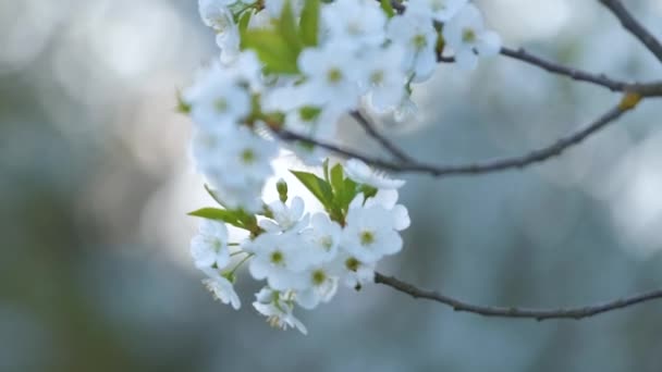 Twigs of cherry tree with white blossoming flowers in early spring — Stock Video