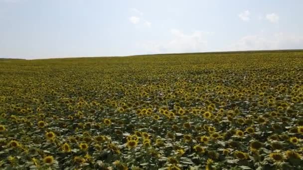 种植葵花植物的大型农田的空中景观 — 图库视频影像