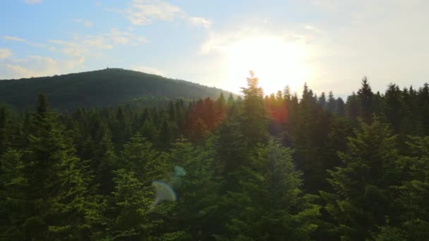 Vista aérea de pinhal verde com árvores de abeto escuro. Paisagem de bosques notáveis de cima — Vídeo de Stock