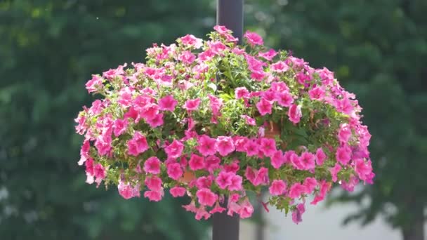 Vackra lila blommor blommar i blomkruka högt på gatan lampstång. Trädgårds- och blomsterdekorationskoncept — Stockvideo