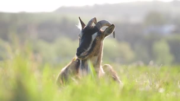 염소 새끼 염소는 긴 수염을 기르고 뿔을 가지고 있으며, 여름에는 푸른 목초지의 풀 위에 얹혀 있다. 목초지에서 가축을 먹이는 일 — 비디오