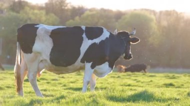 Yeşil çiftlik otlaklarında yaz günü süt ineği otluyor. Çiftlik arazilerinde sığır beslemek