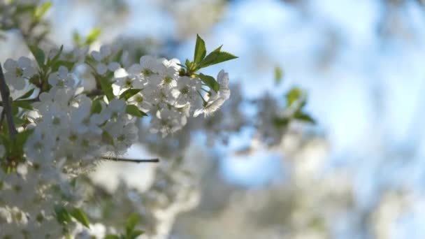 Гілочки вишневого дерева з білими квітами на початку весни — стокове відео
