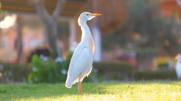 Белая цапля из крупного рогатого скота дикая птица, также известная как Bubulcus ibis ходить по зеленой лужайке летом — стоковое видео