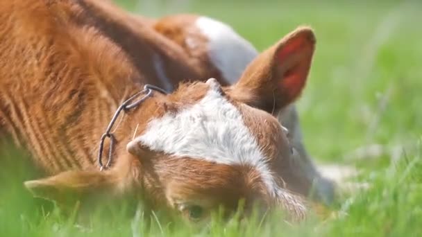 Молоді телята відпочивають на зеленій траві в літній день. Годування худоби на сільськогосподарських луках — стокове відео
