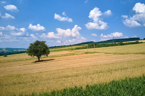 Vzdušná krajina pohled na jeden zelený strom rostoucí mezi obdělávanými žlutými zemědělskými poli s dozrávajícími plodinami v jasný letní den — Stock fotografie
