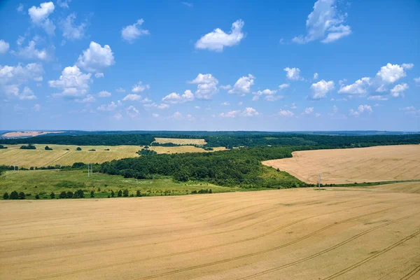 Vista aérea del paisaje del campo agrícola cultivado amarillo con trigo maduro en el brillante día de verano —  Fotos de Stock