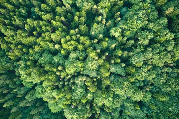 Vista aérea de pinhal verde com árvores de abeto escuro. Paisagem de bosques notáveis de cima — Fotografia de Stock