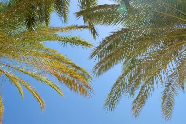 Mavi gökyüzüne karşı tropik sahilde güzel yeşil hindistan cevizi palmiyeleri. Yaz tatili kavramı