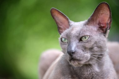Büyük gri kızgın Sfenks yazın açık havada dinlenen başıboş bir kedi doğuruyor.