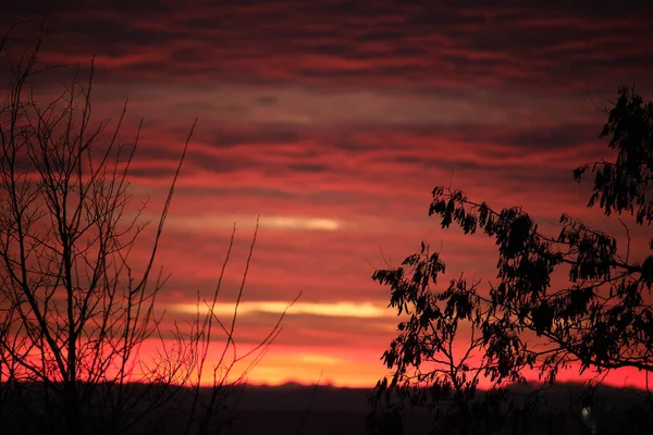 Темная листва небольших деревьев и кустарников против яркого красочного неба заката с яркими облаками, освещаемыми закатом солнца — стоковое фото