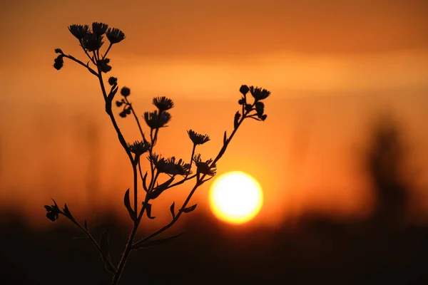 Silhuetas escuras de flores silvestres contra o céu colorido brilhante do por do sol com pôr-do-sol — Fotografia de Stock