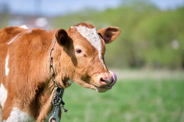 Head portrait of young calf grazing on green farm pasture on summer day. Feeding of cattle on farmland grassland — Stock Photo, Image