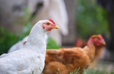 Geleneksel kırsal çiftlik çiftliğinde tavuk besleniyor. Bahçedeki çimlerin üzerinde yeşil çimlerle duran evcil tavuk. Serbest tarım kümes hayvanları konsepti