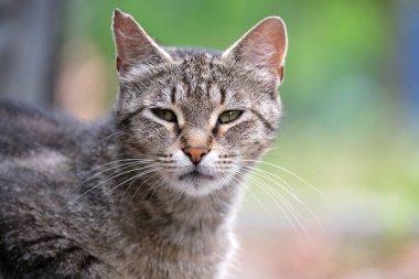 Yazın açık havada dinlenen gri kedinin portresi.