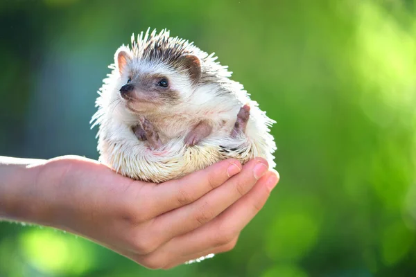 Human hands holding little african hedgehog pet outdoors on summer day. Keeping domestic animals and caring for pets concept — Stock Photo, Image