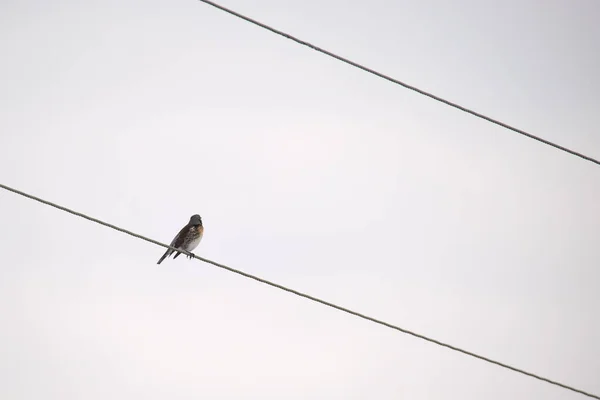 Egy kis vad madár üldögél egyedül az elektromos vezetéken. — Stock Fotó