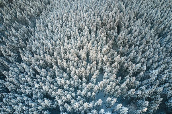 Von oben nach unten Luftaufnahme des schneebedeckten immergrünen Kiefernwaldes nach starkem Schneefall in winterlichen Bergwäldern an kalten, ruhigen Tagen — Stockfoto