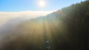 Sonbahar gündoğumunda sisli, karanlık dağ ormanlarının çam ağaçlarının olduğu muhteşem manzaranın havadan görüntüsü. Şafak vakti ışıldayan ışıklarıyla güzel vahşi ormanlık