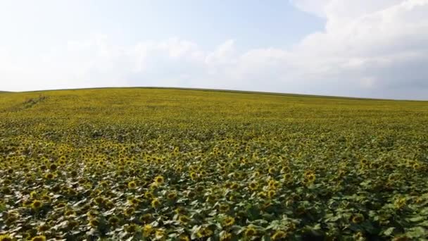 ひまわり植物が生育する大規模な農地の空中ビュー — ストック動画