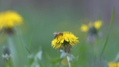 Bal arısı sarı karahindiba çiçekleri üzerinde nektar topluyor yeşil güneşli bahçede yaz çayırlarında çiçek açıyor