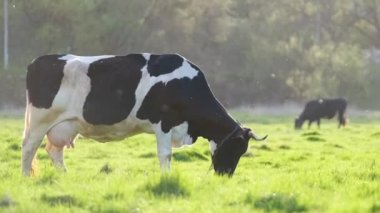 Yeşil çiftlik otlaklarında yaz günü süt ineği otluyor. Çiftlik arazilerinde sığır beslemek