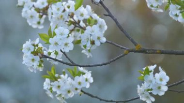 Baharın başında çiçek açan kiraz ağacının dalları