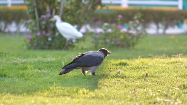 Černá divoká vrána pták hledá potravu na zeleném trávníku v létě — Stock video