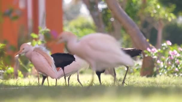 Γυαλιστερό ibis άγριο πουλί, επίσης γνωστό ως Plegadis falcinellus περπάτημα σε πράσινο γκαζόν το καλοκαίρι — Αρχείο Βίντεο