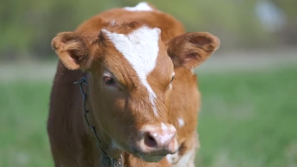 Head portrait of young calf grazing on green farm pasture on summer day. Feeding of cattle on farmland grassland — Stock Video