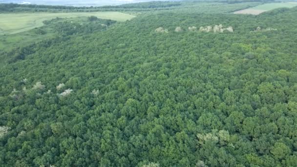 Von oben flache Luftaufnahme des dunklen üppigen Waldes mit grünen Baumkronen im Sommer — Stockvideo