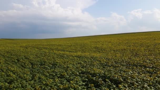 ひまわり植物が生育する大規模な農地の空中ビュー — ストック動画