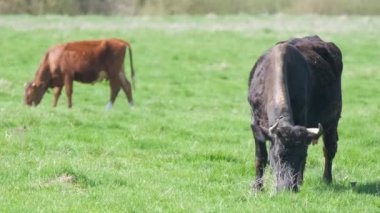 Süt inekleri yaz günü yeşil çiftlik otlaklarında otluyor. Çiftlik arazilerinde sığır beslemek