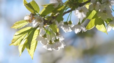 Baharın başında çiçek açan kiraz ağacının dalları