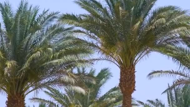 Prachtige groene kokospalmen zwaaiend op wind op tropisch strand tegen de blauwe lucht. Zomervakantie concept — Stockvideo