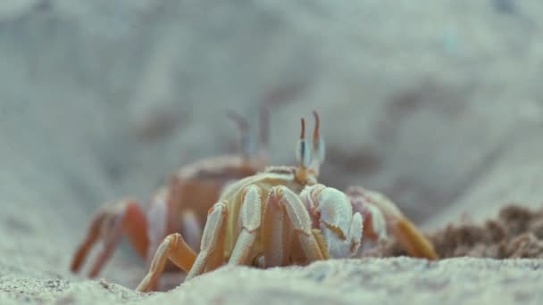 Крупним планом дикий краб ховається в піщаній дірі на морському пляжі — стокове відео