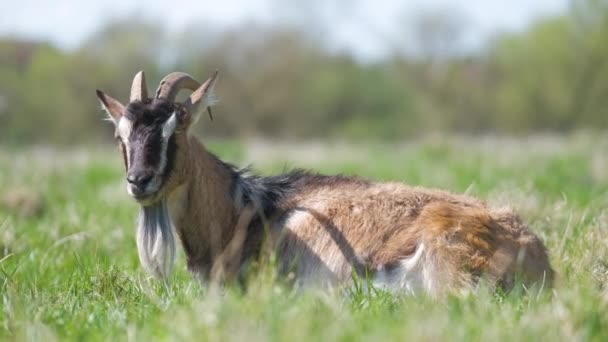 Бытовая молочная коза с длинной бородой и рогами отдыхает на зеленой траве в летний день. Кормление скота на пастбищах — стоковое видео