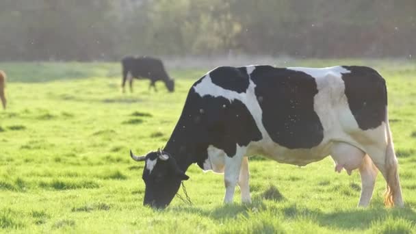 Tejelő tehén legeltetés a zöld gazdaság legelőjén a nyári napon. Szarvasmarhák legelőn történő etetése — Stock videók