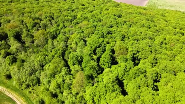 Vista aérea plana de cima para baixo da floresta exuberante escura com copas de árvores verdes no verão — Vídeo de Stock