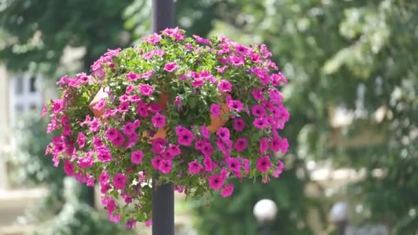 Hermosas flores púrpuras floreciendo en maceta alta en poste de lámpara de calle. Jardinería y decoración floral concepto — Vídeos de Stock