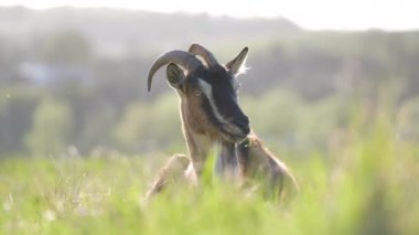 Uzun sakallı ve boynuzlu yerli süt keçisi yaz günü yeşil çayır çimlerinde dinleniyor. Çiftlik otlaklarında sığır beslemek