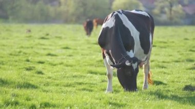 Yeşil çiftlik otlaklarında yaz günü süt ineği otluyor. Çiftlik arazilerinde sığır beslemek