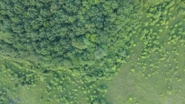 Yazın yeşil ağaçlı, koyu yemyeşil ormanların tepeden aşağı düz manzarası.