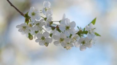 Baharın başında çiçek açan kiraz ağacının dalları